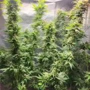 Sourdiesel and Blood moon gelato auto