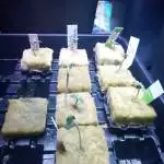 10 x mixed autoflower strains