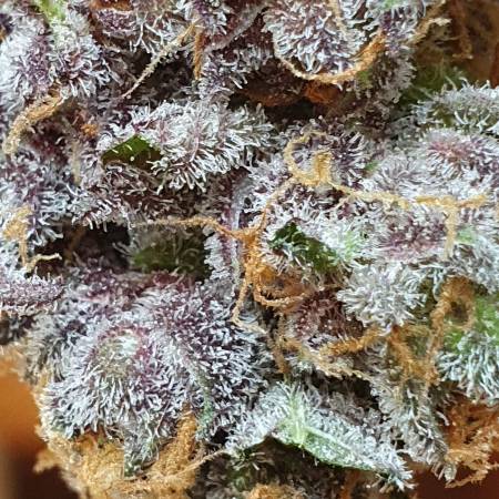 RUN 2 - #Wonder Pie (Green House Seeds)