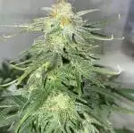 ASAP Auto Flower