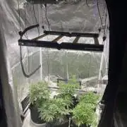 Gorilla Glue 1st Run