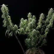 Three out of Five in a Four