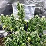 Three out of Five in a Four