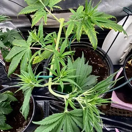 Five in Four