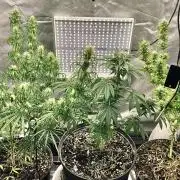 Three out of Five in a Four