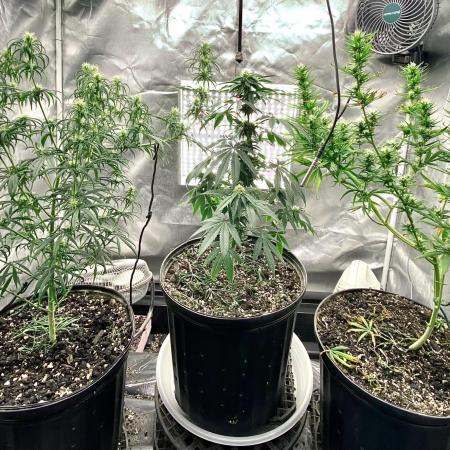 Three out of Five in a Four