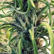 Three out of Five in a Four