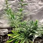 Three out of Five in a Four