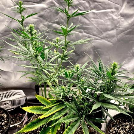 Three out of Five in a Four