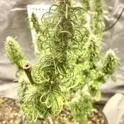 Three out of Five in a Four