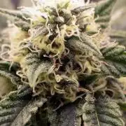 Three out of Five in a Four