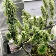 Three out of Five in a Four