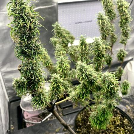 Three out of Five in a Four