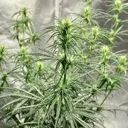 Three out of Five in a Four