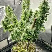 Three out of Five in a Four