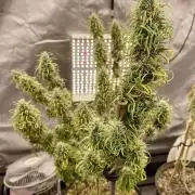 Three out of Five in a Four