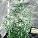 Three out of Five in a Four