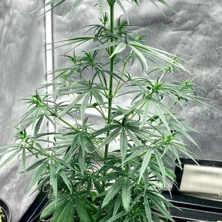 Three out of Five in a Four