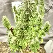 Three out of Five in a Four