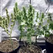 Three out of Five in a Four