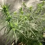 Three out of Five in a Four