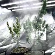 Three out of Five in a Four