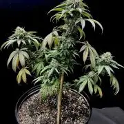 Three out of Five in a Four