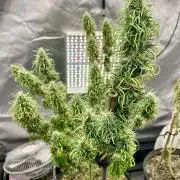 Three out of Five in a Four