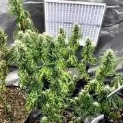 Three out of Five in a Four