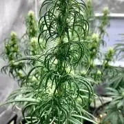 Three out of Five in a Four