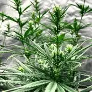 Three out of Five in a Four