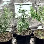 Three out of Five in a Four