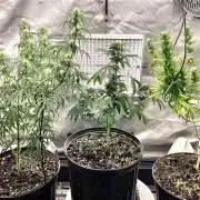 Three out of Five in a Four