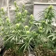 Three out of Five in a Four