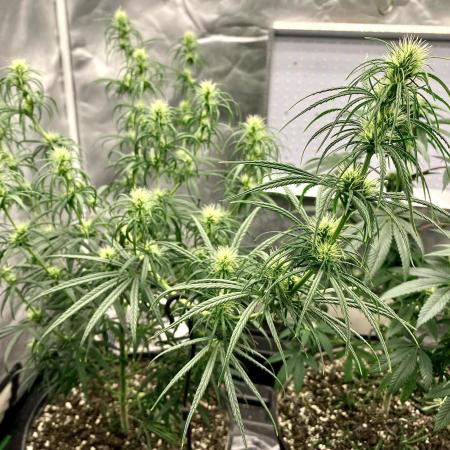 Three out of Five in a Four