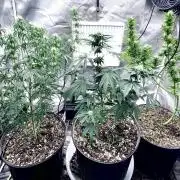 Three out of Five in a Four