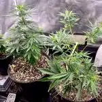 Three out of Five in a Four