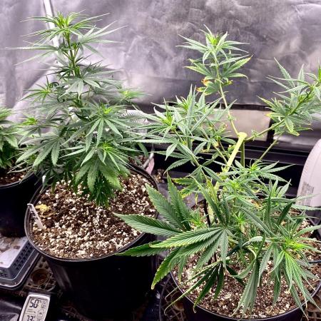 Three out of Five in a Four