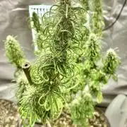 Three out of Five in a Four