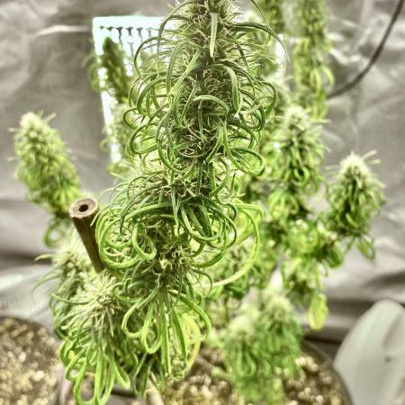 Three out of Five in a Four