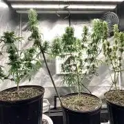 Three out of Five in a Four