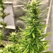 Three out of Five in a Four