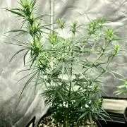 Three out of Five in a Four