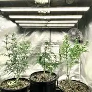 Three out of Five in a Four