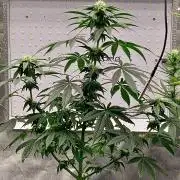 Three out of Five in a Four