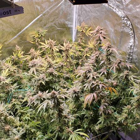 1st Grow!!
