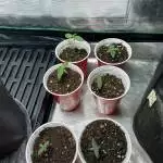 Cali OG possibly auto 