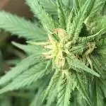 RQS Blue Cheese Auto Flower 