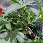 Black Garlic Clone Organic Grow