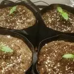 Super Silver Haze